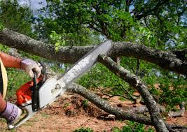 Best Commercial Tree Services  in Fowler, IN