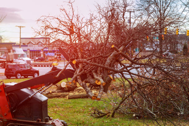Best Hazardous Tree Removal  in Fowler, IN